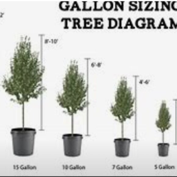 ADD $1 - Eastern Pink Flower Ornamental Trees - Small 7ft (Retail $80-180) - Picture 4 of 7